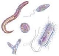 parasites vivant dans le corps humain