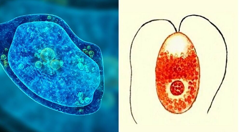 parasites protozoaires amibe dysentérique et plasmodium malarique