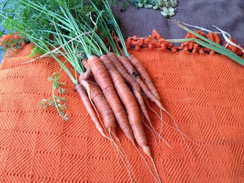 Carottes contre les parasites