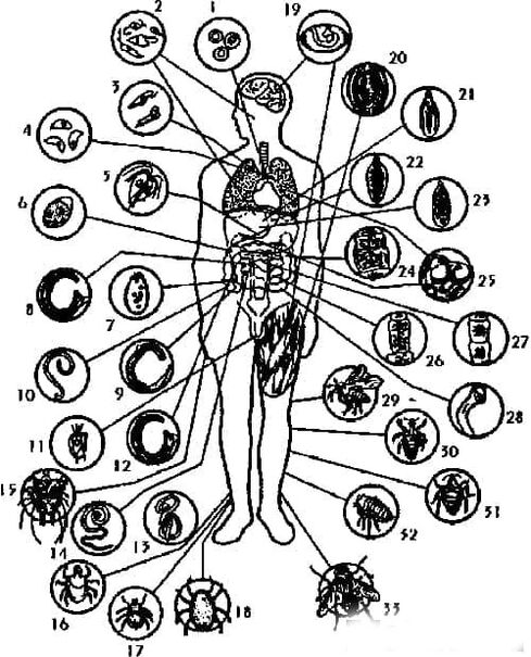 Types de parasites