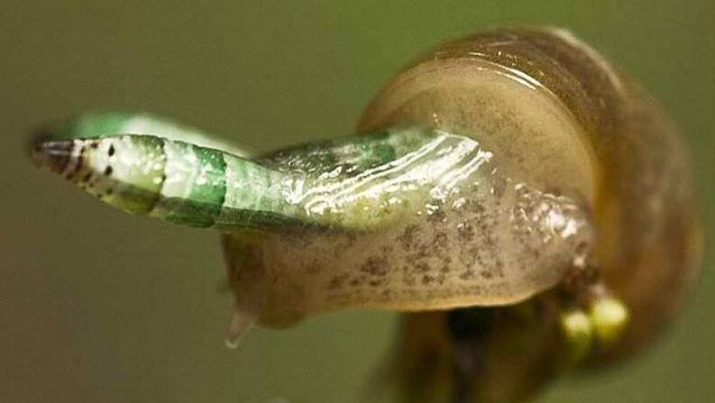 Leukochloridia est paradoxal